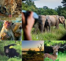 Explore Yala Sanctuary: Your Ultimate Wildlife Safari in Sri Lanka